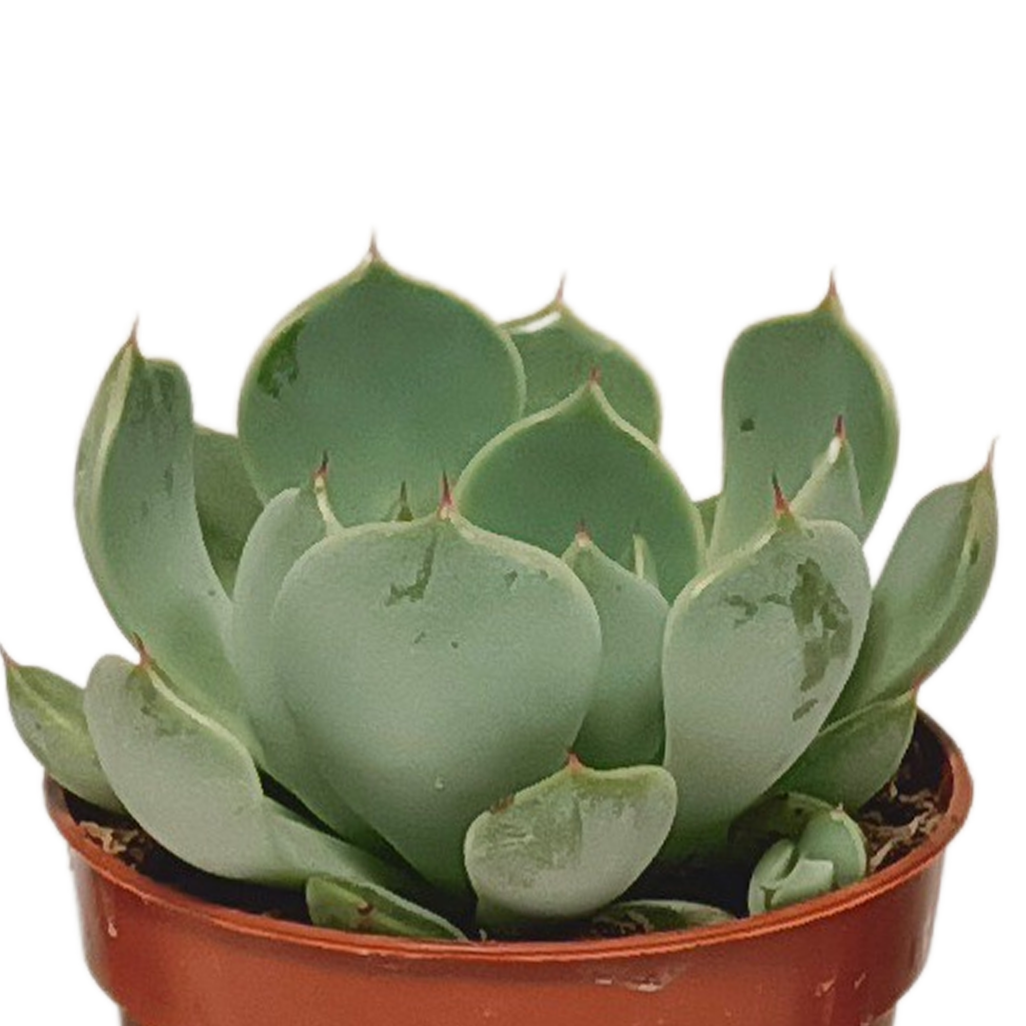 Echeveria Mix in Weißem Topf