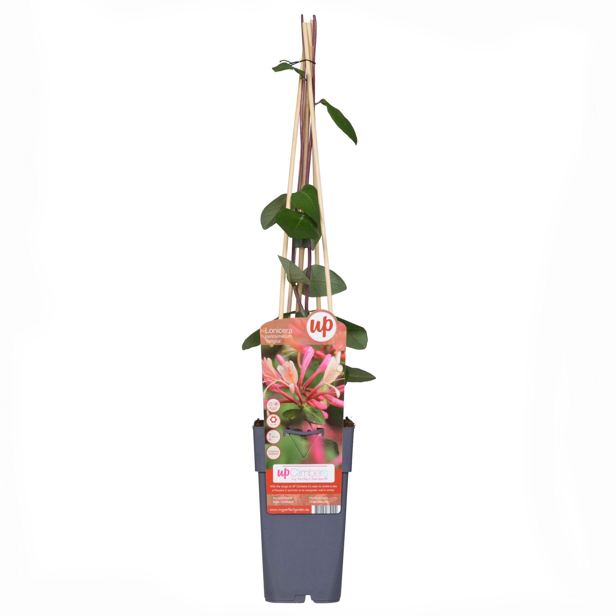 Lonicera Belgica Kletterpflanze