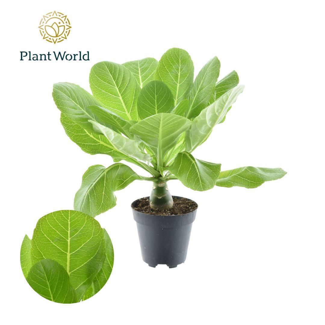Hawaii Palme P12 – Ø12cm Topf – ↕37cm Wuchshöhe