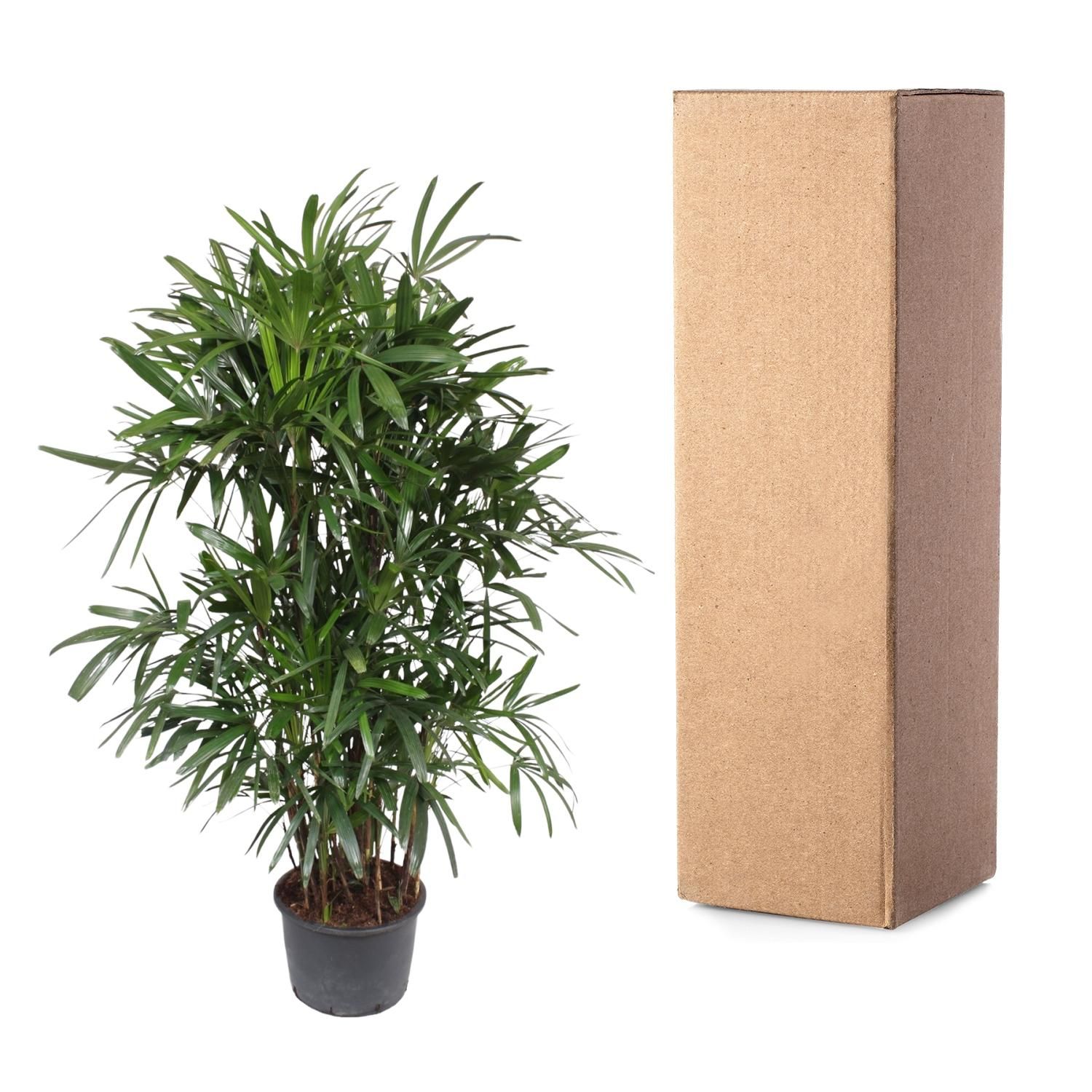 Damenpalme Rhapis Excelsa elegante Zimmerpflanze