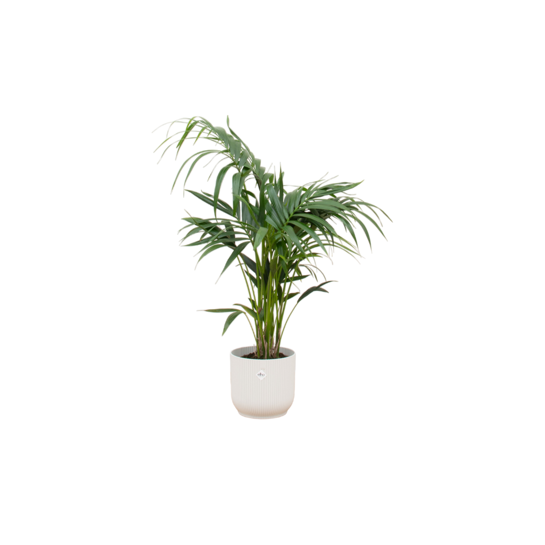 Kentia Palme in weißem Elho Vibes Fold Round Topf