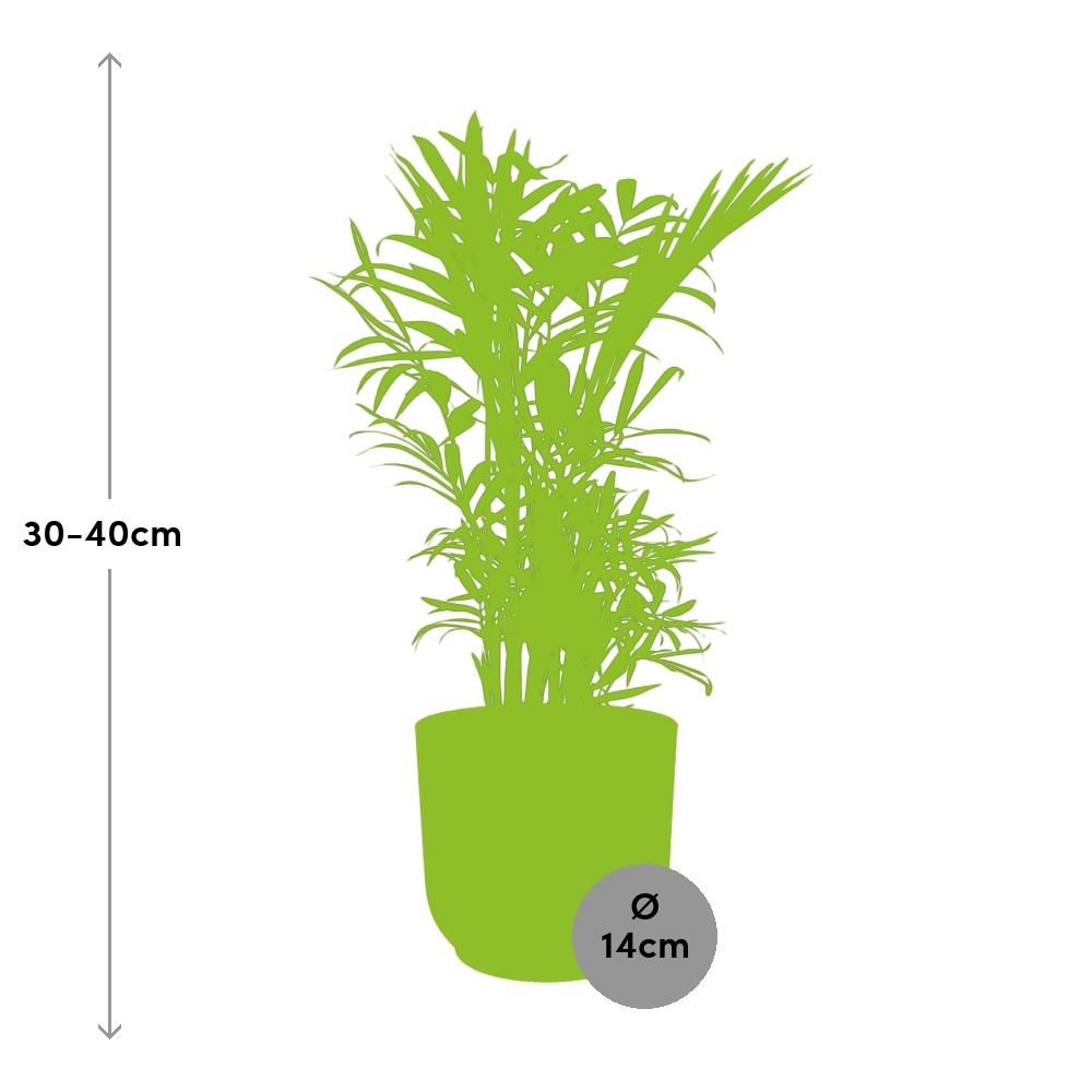 Zwergbergpalme Chamaedorea Elegans im ELHO Vibes Fold Topf