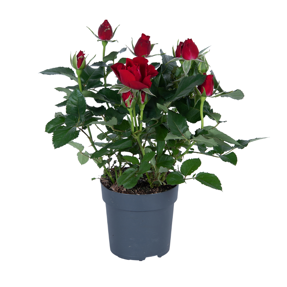 Rosa Topfrose für halbschattige Standorte