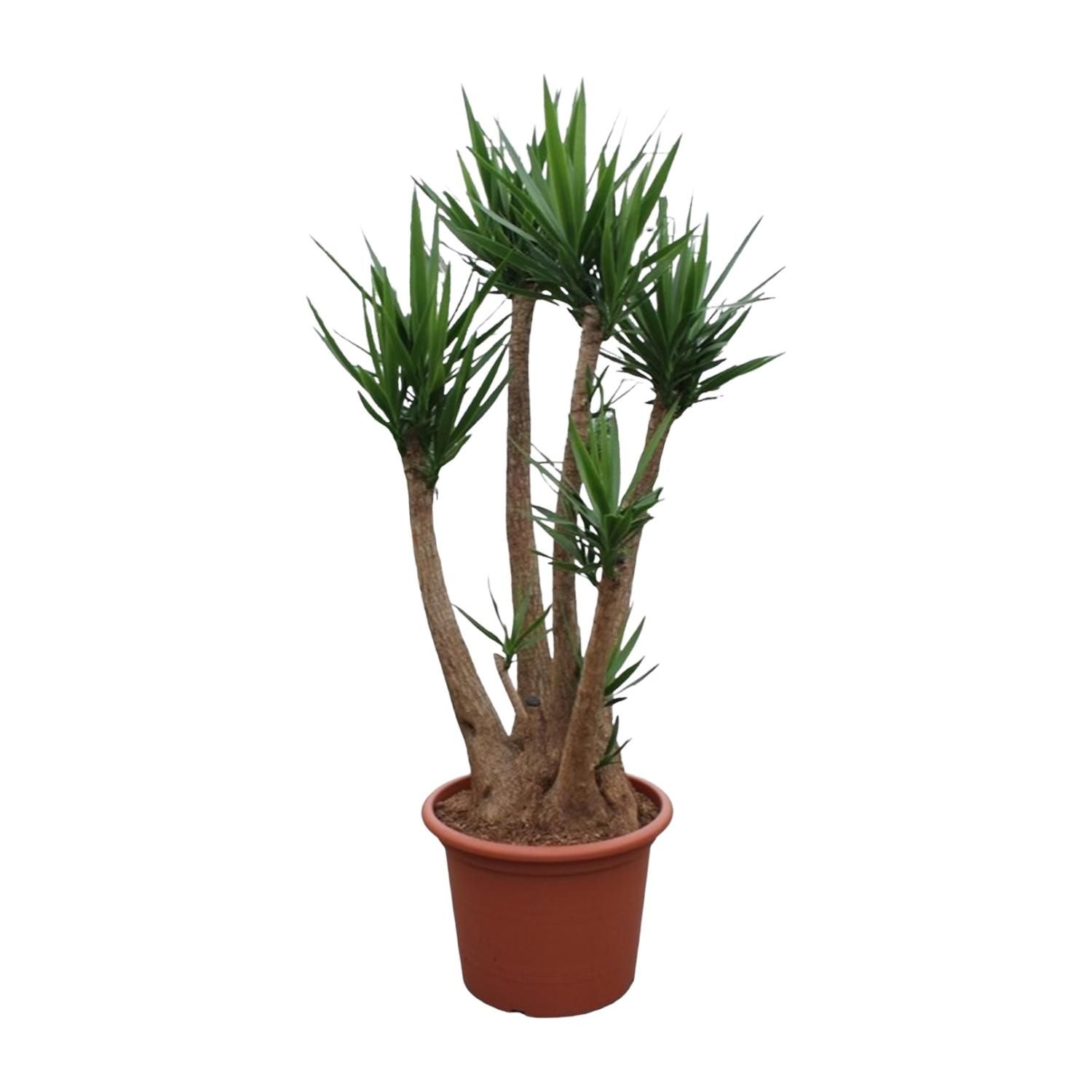 Yucca Elephantipes vertakt Premium Zimmerpflanze