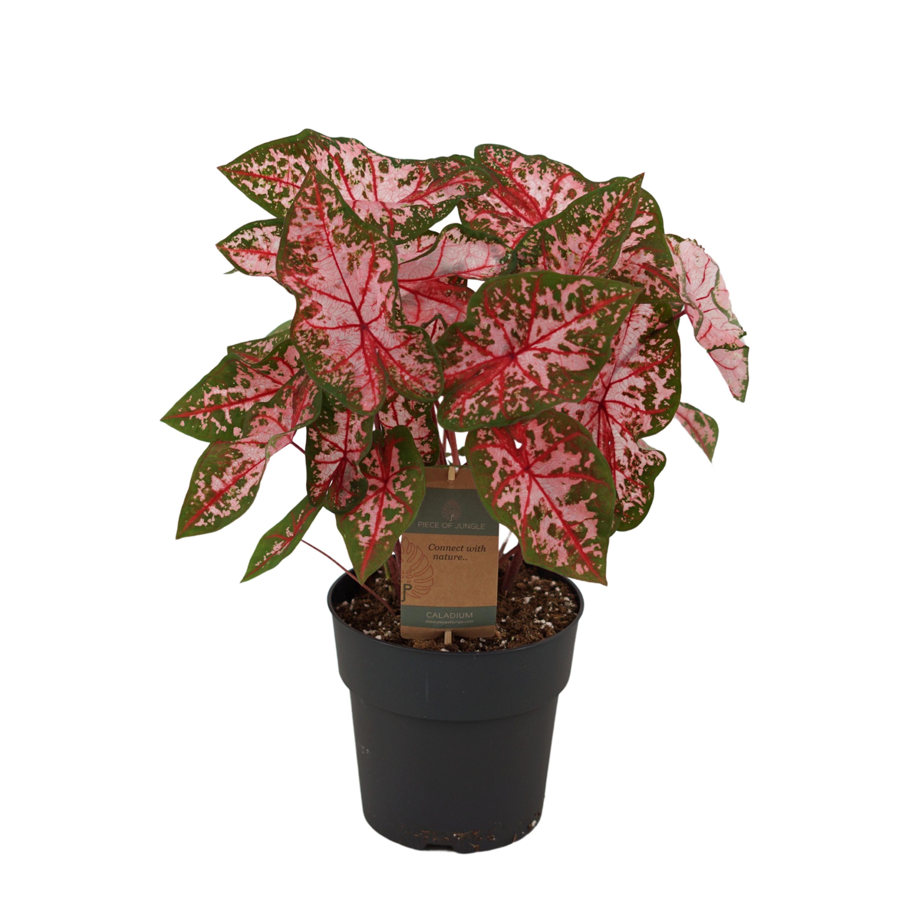 Caladium Carolyn Whorton Zimmerpflanze