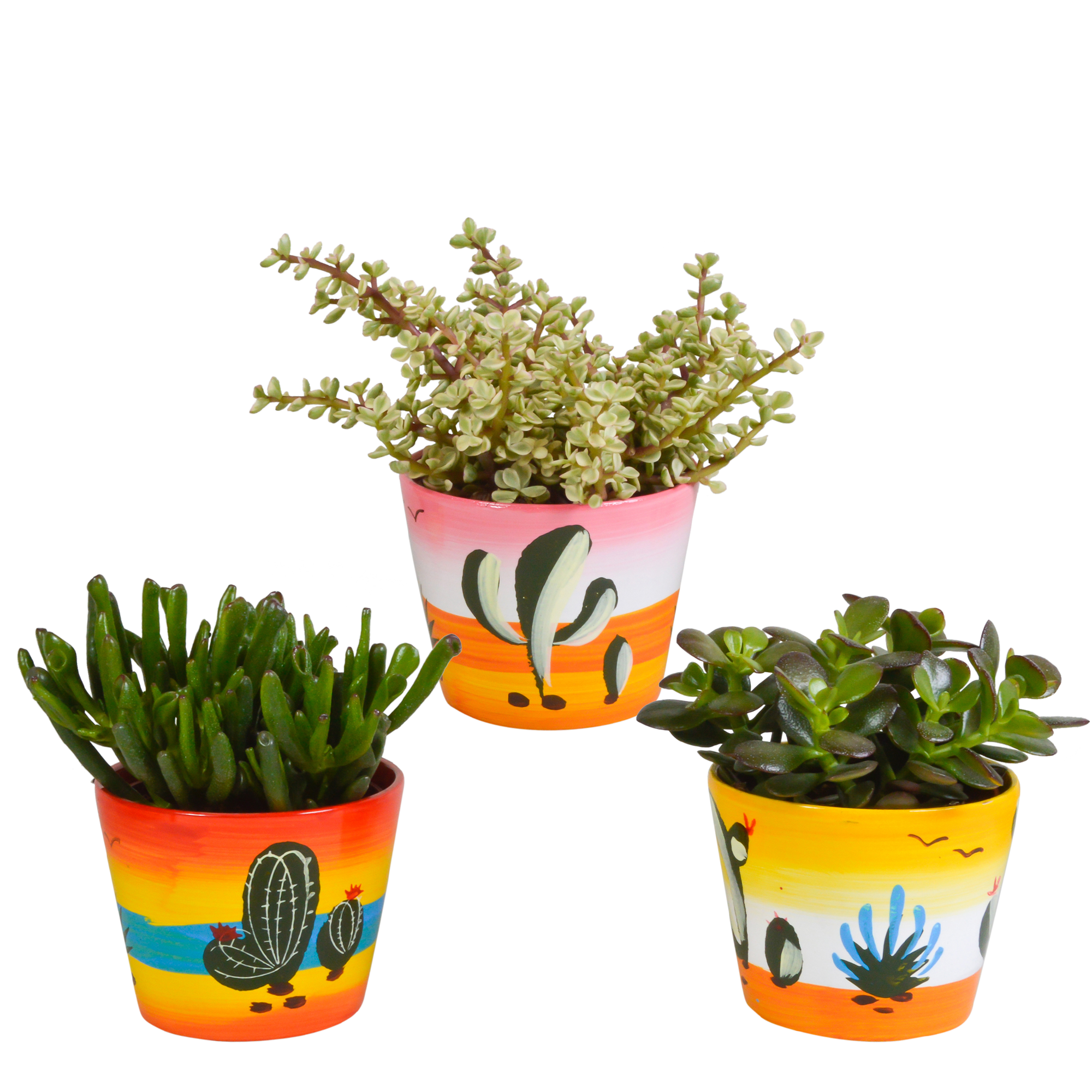 Crassula Mischung in Mexikanischem Übertopf