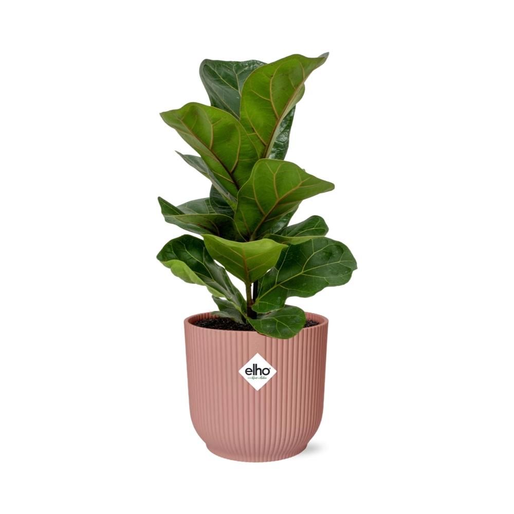 Ficus Lyrata Bambino Zimmerpflanze im Dekotopf