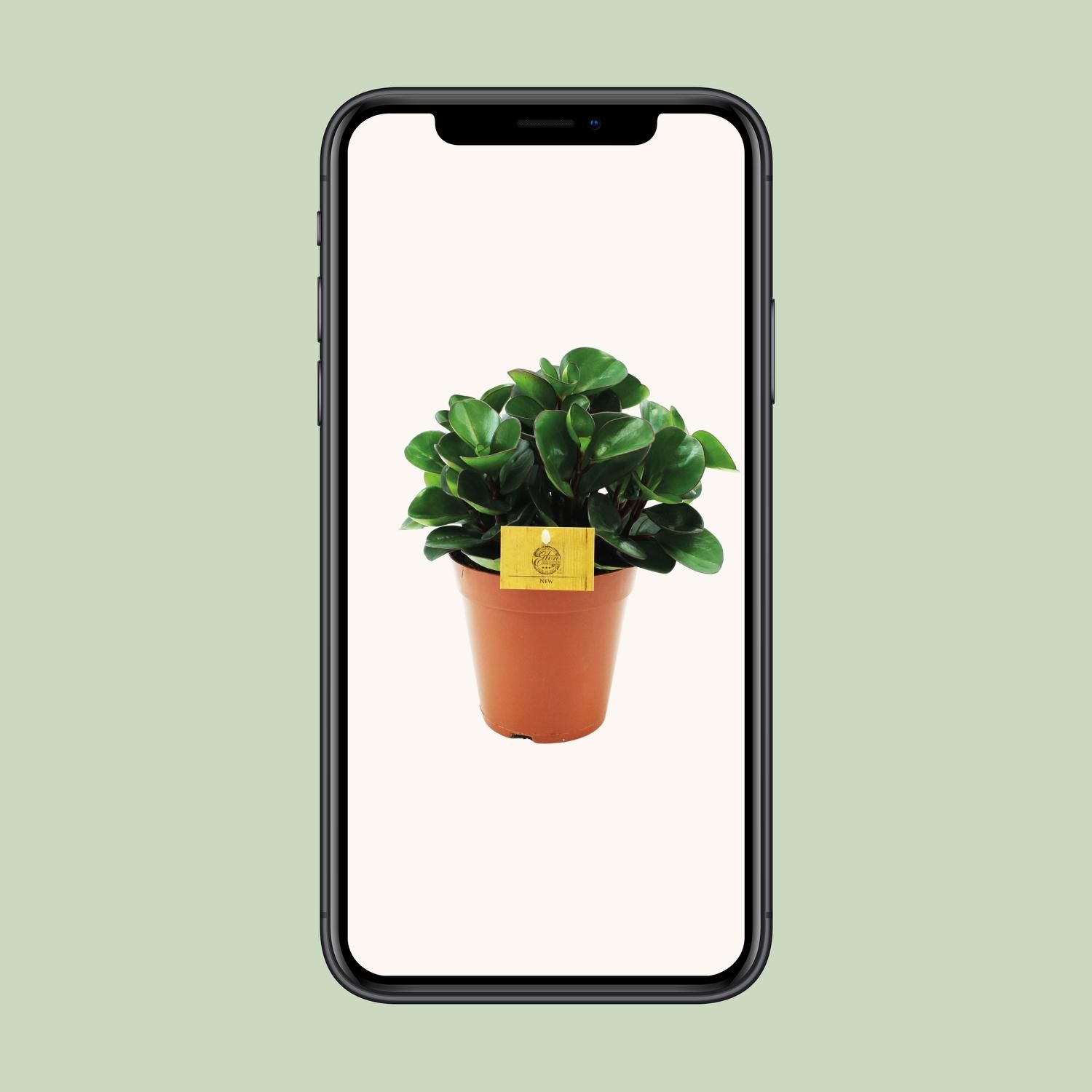 Peperomia Burning Bush Pflanze