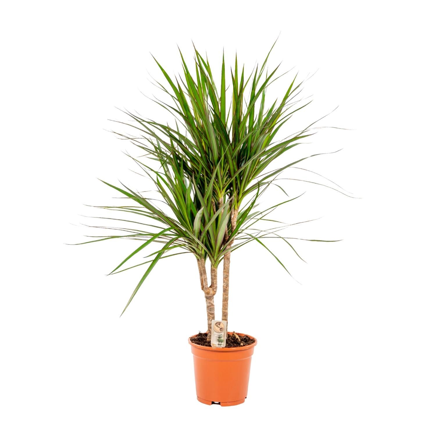 Dracaena Marginata Zimmerpflanze