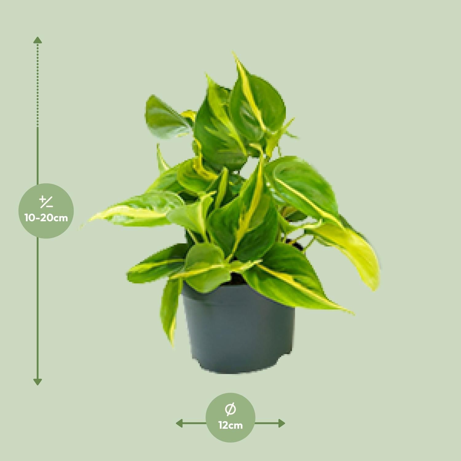Philodendron Brasil Zimmerpflanze