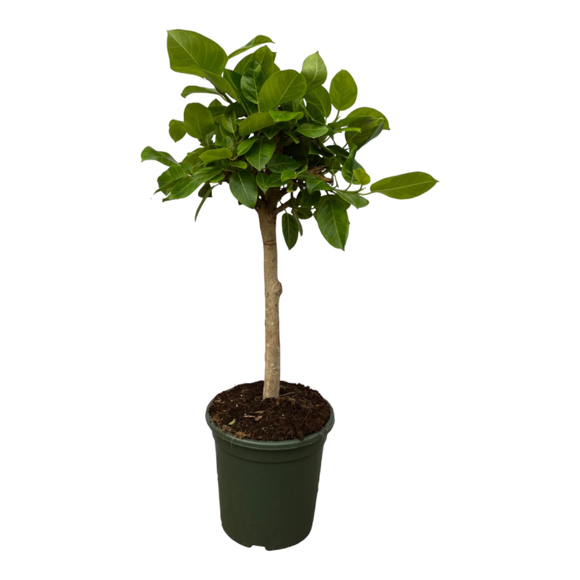 Ficus Altissimo Variegata Zimmerpflanze