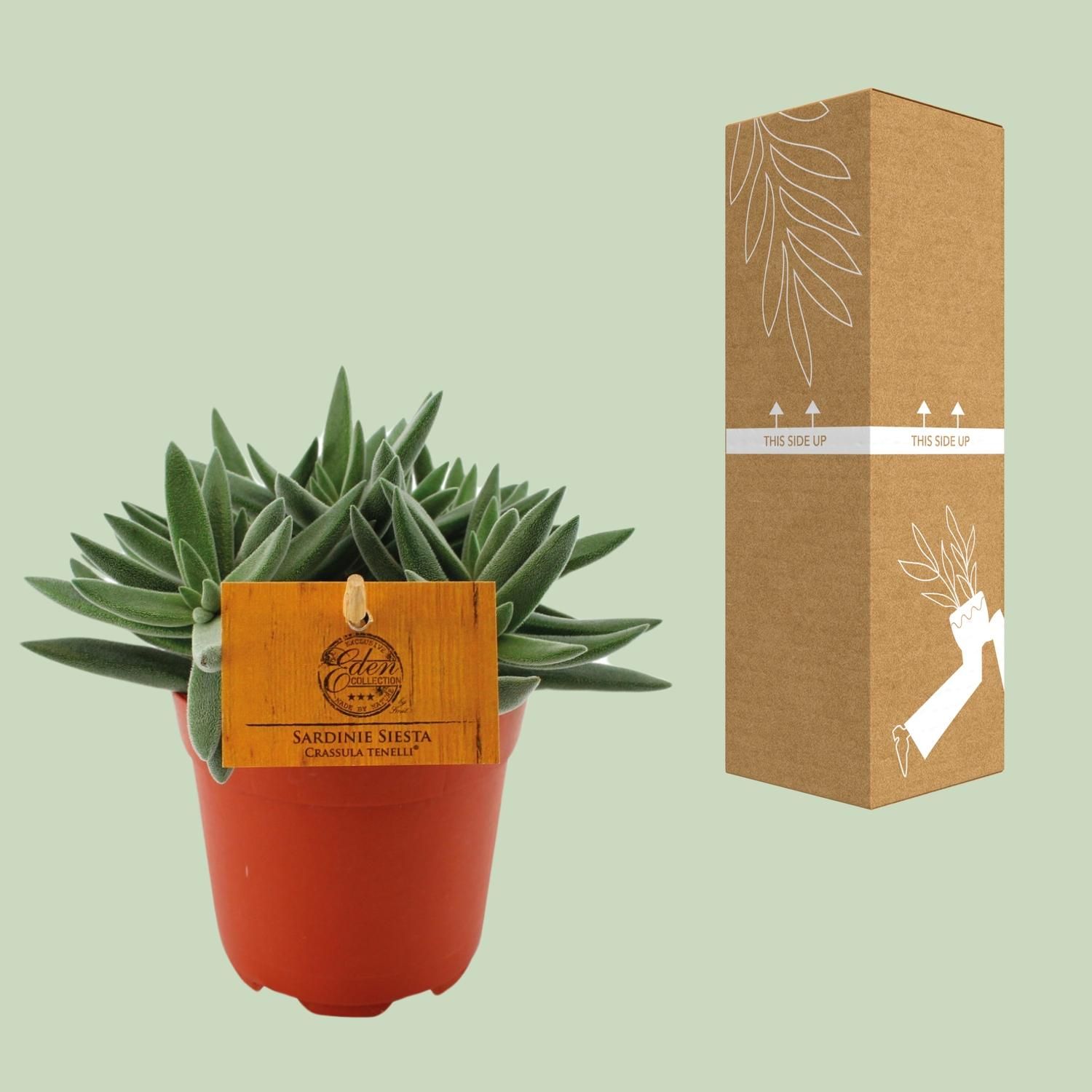 Crassula Tenelli Jadepflanze