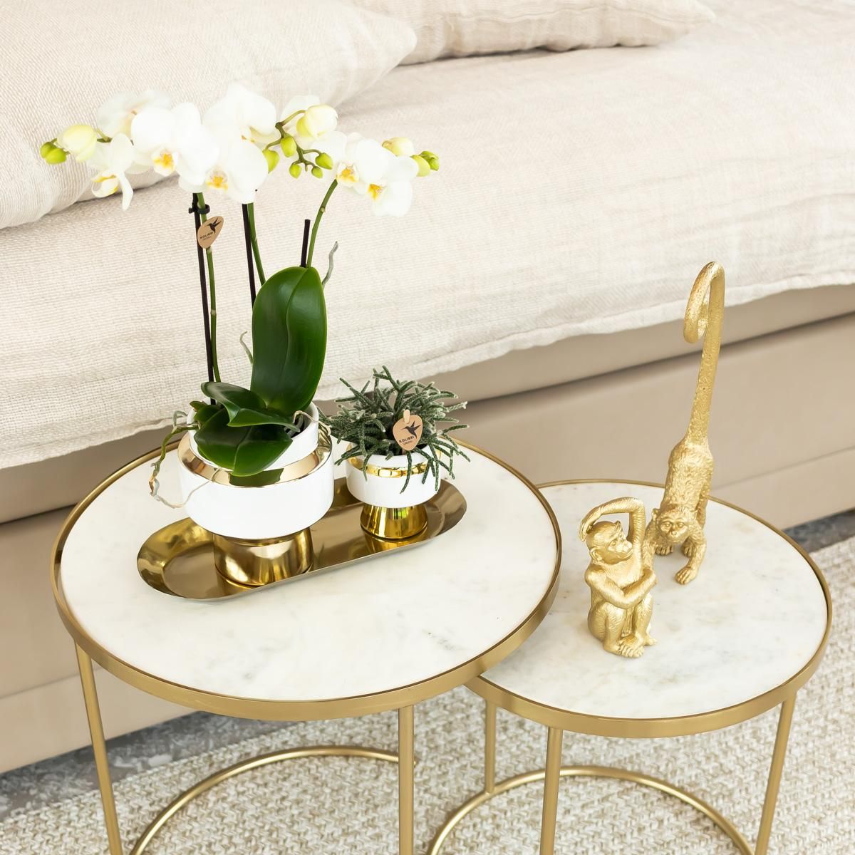 Phalaenopsis Orchidee Amabilis im goldenen Le Chic Topf