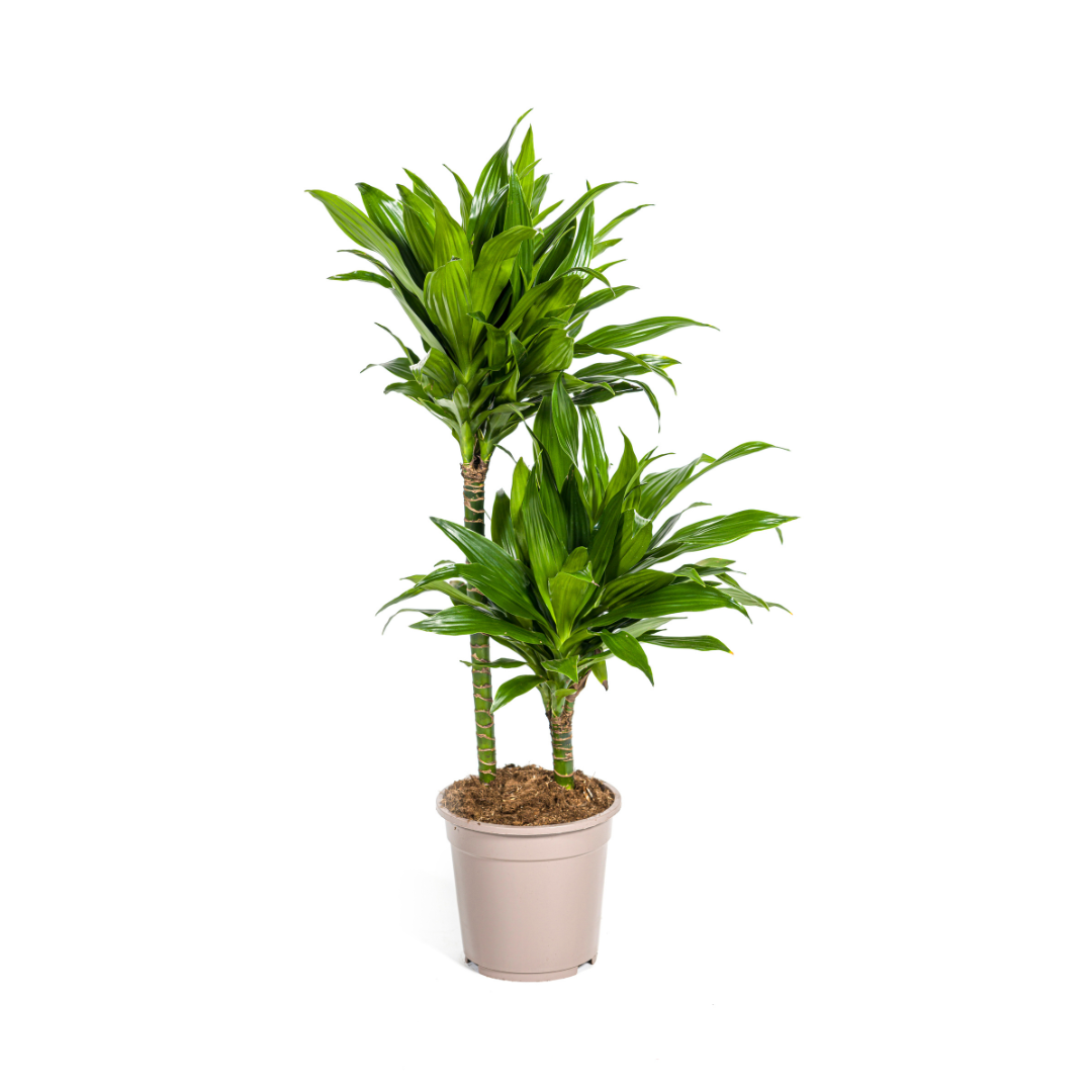 Drachenbaum Green Jewel | Ø19cm | 70-90cm Höhe