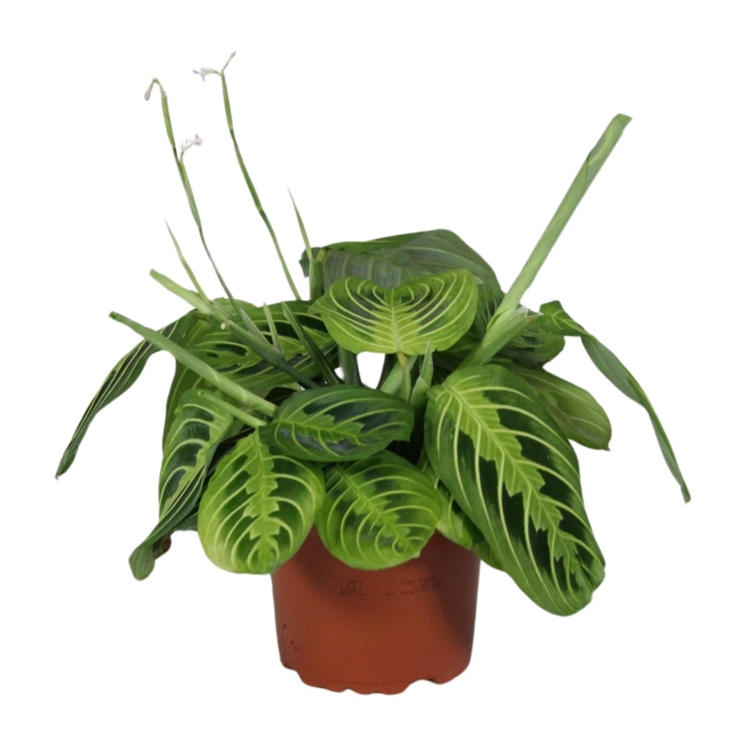 Maranta Leuconeura Fascinator Lemon Lime Zimmerpflanze