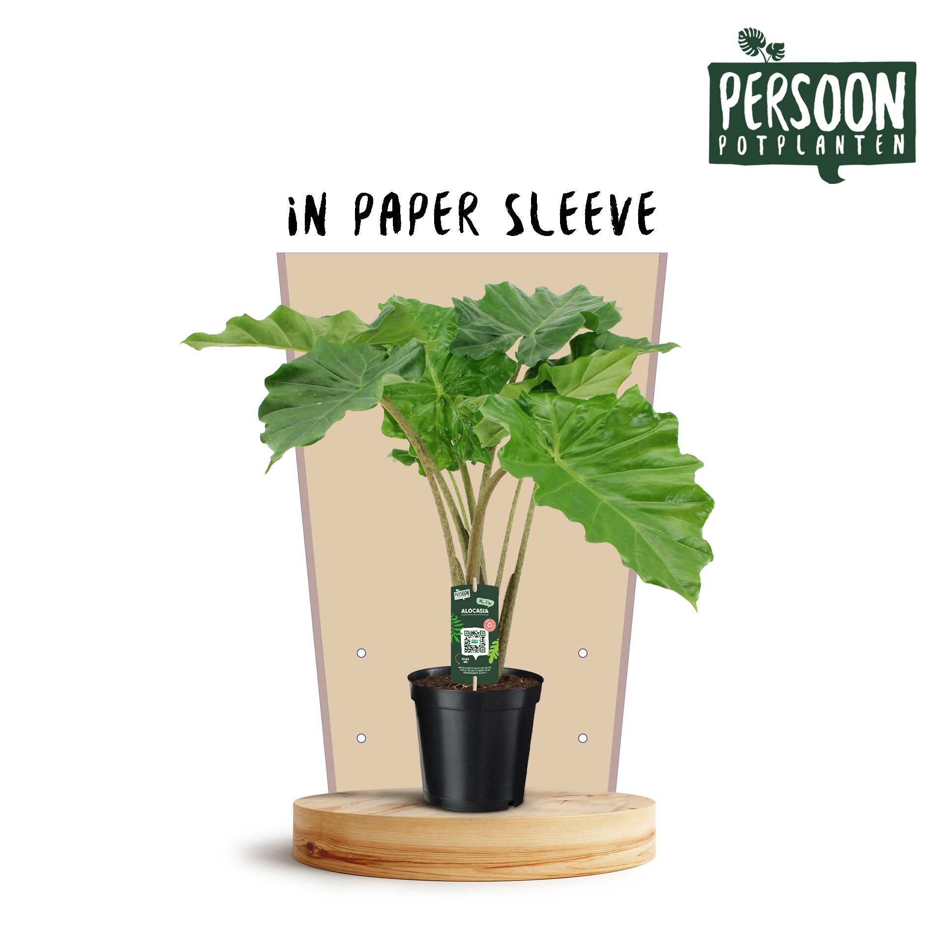 Alocasia Portodora Zimmerpflanze