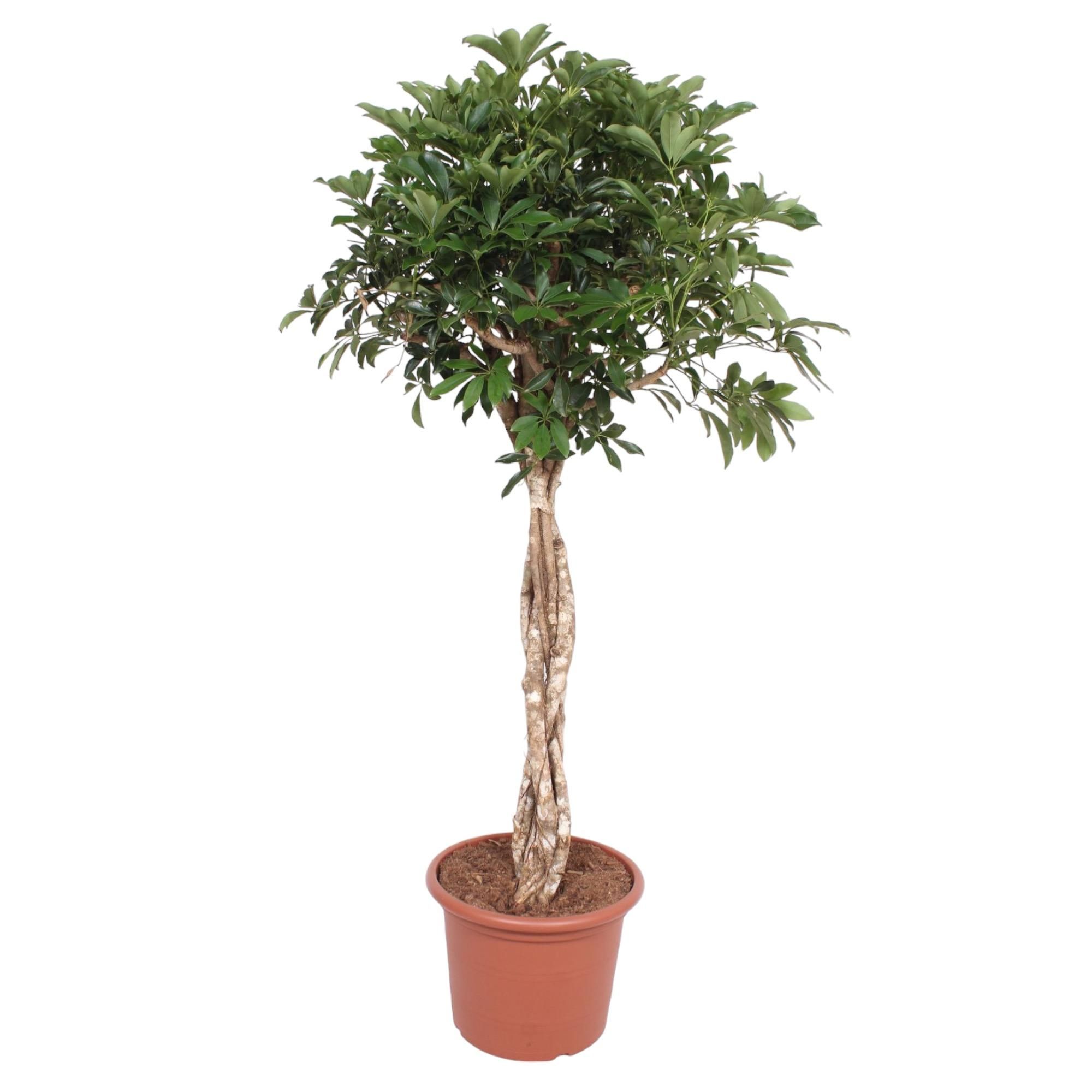 Schefflera Arboricola Compacta Zimmerpflanze mit Geflochtenem Stamm