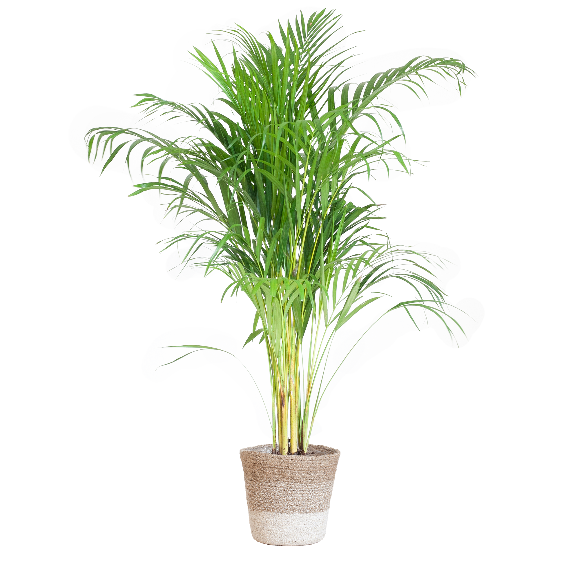 Areca-Palme in Lissabon-Korb Weiß