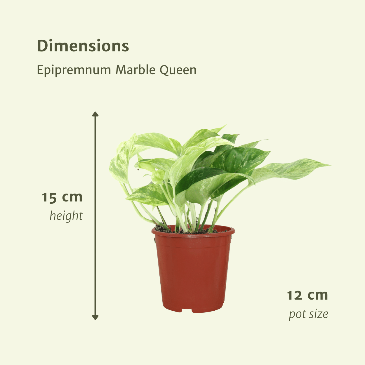 Epipremnum Marble Queen Zimmerpflanze