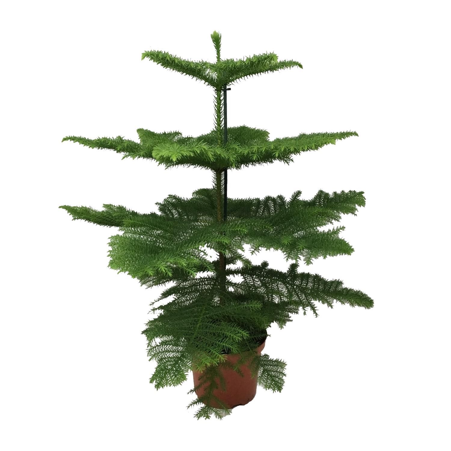 Elegante Araucaria Zimmerpflanze
