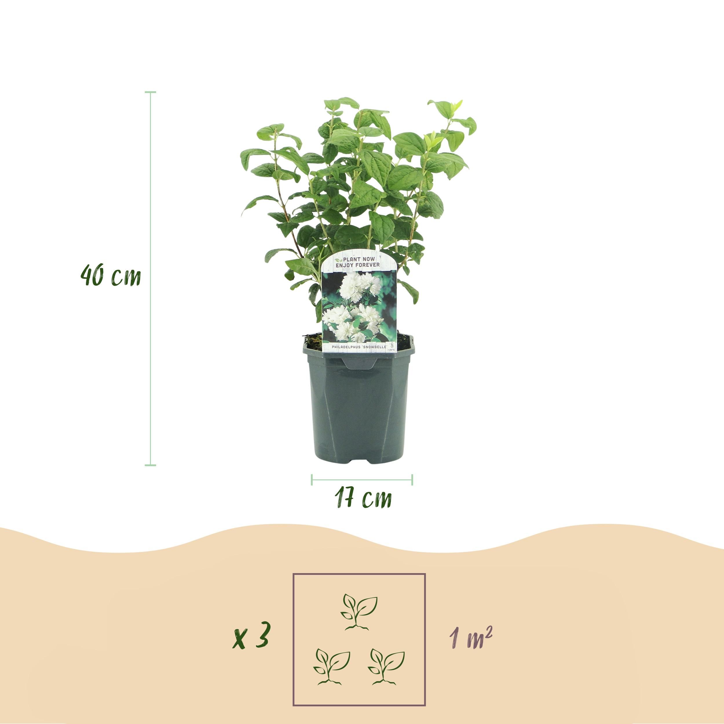 Bauernjasmin Philadelphus – Weiß Blühend – Wenig Pflege | Laubabwerfend