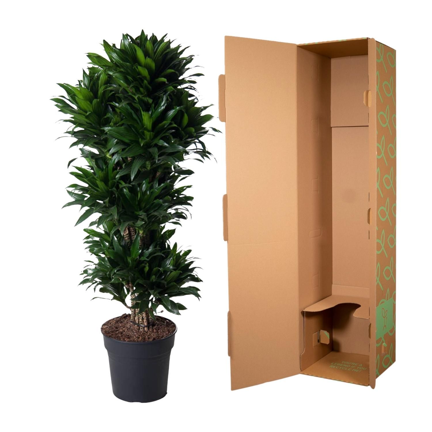 Dracaena Compacta - kompakte Zimmerpflanze mit glänzenden Blättern
