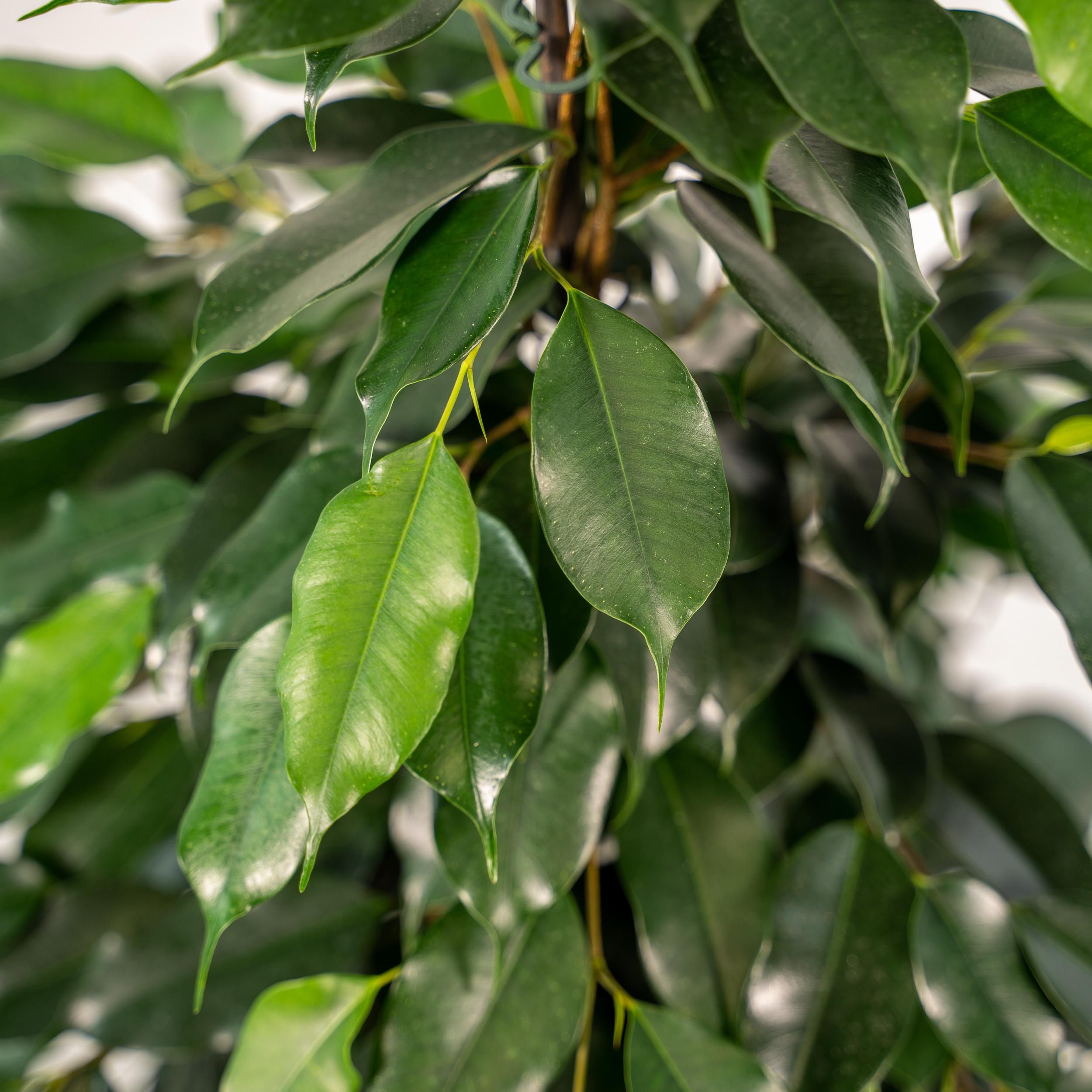 Ficus Benjamina Danielle Zimmerpflanze