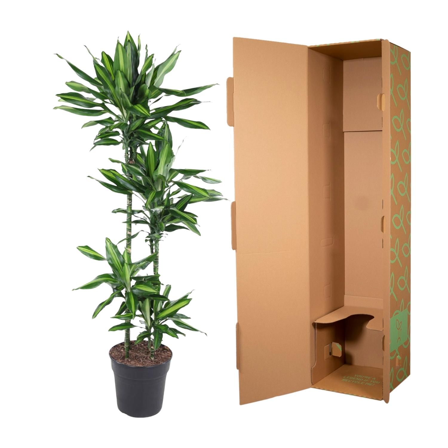 Dracaena Cintho – attraktive Zimmerpflanze