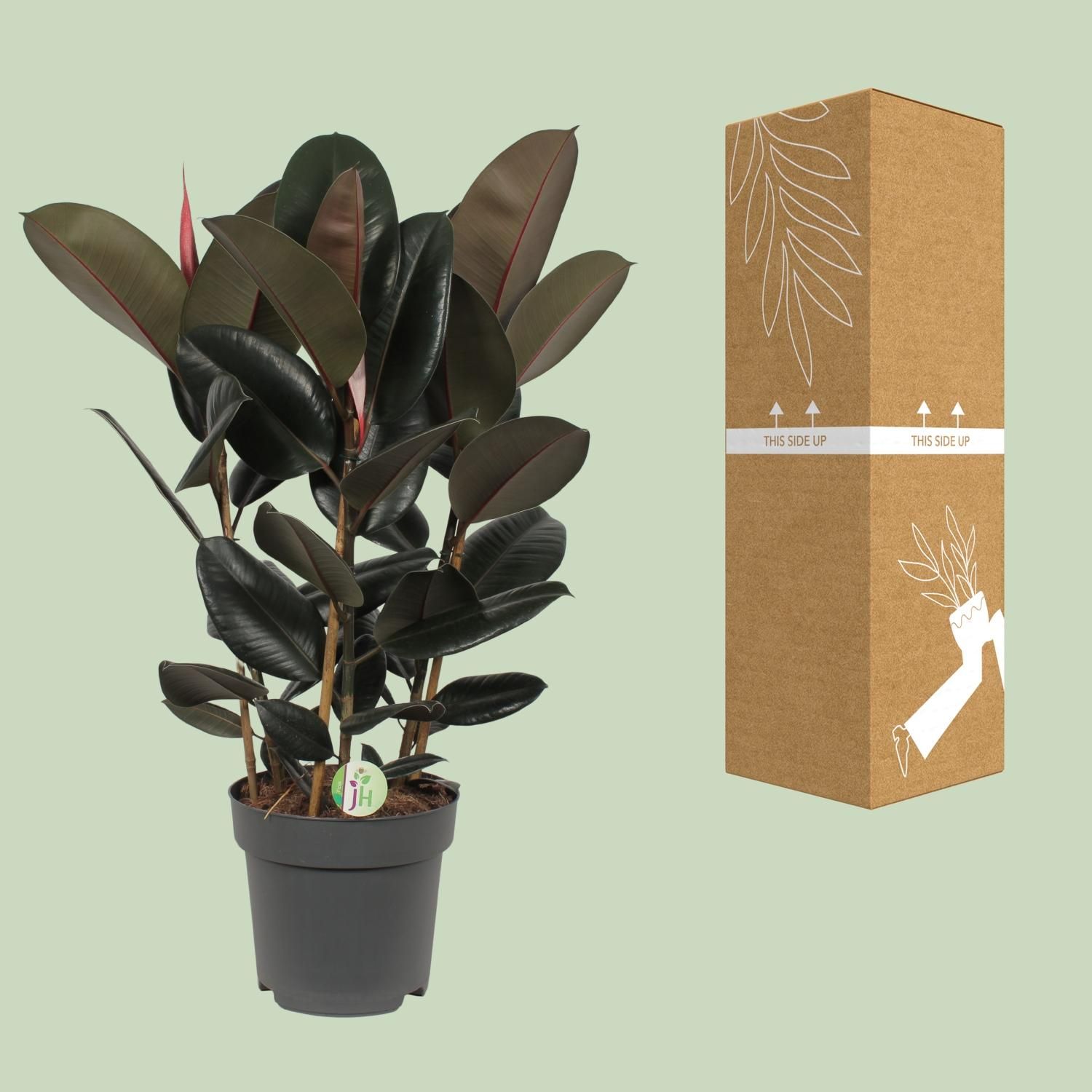 Ficus Abidjan Zimmerpflanze