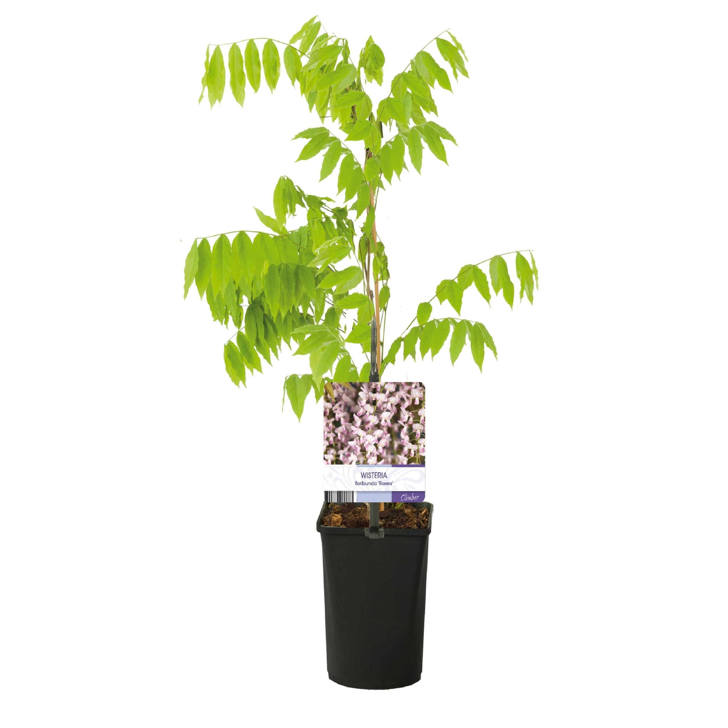 Blauregen Wisteria floribunda Rosea Kletterpflanze mit rosa Blüte