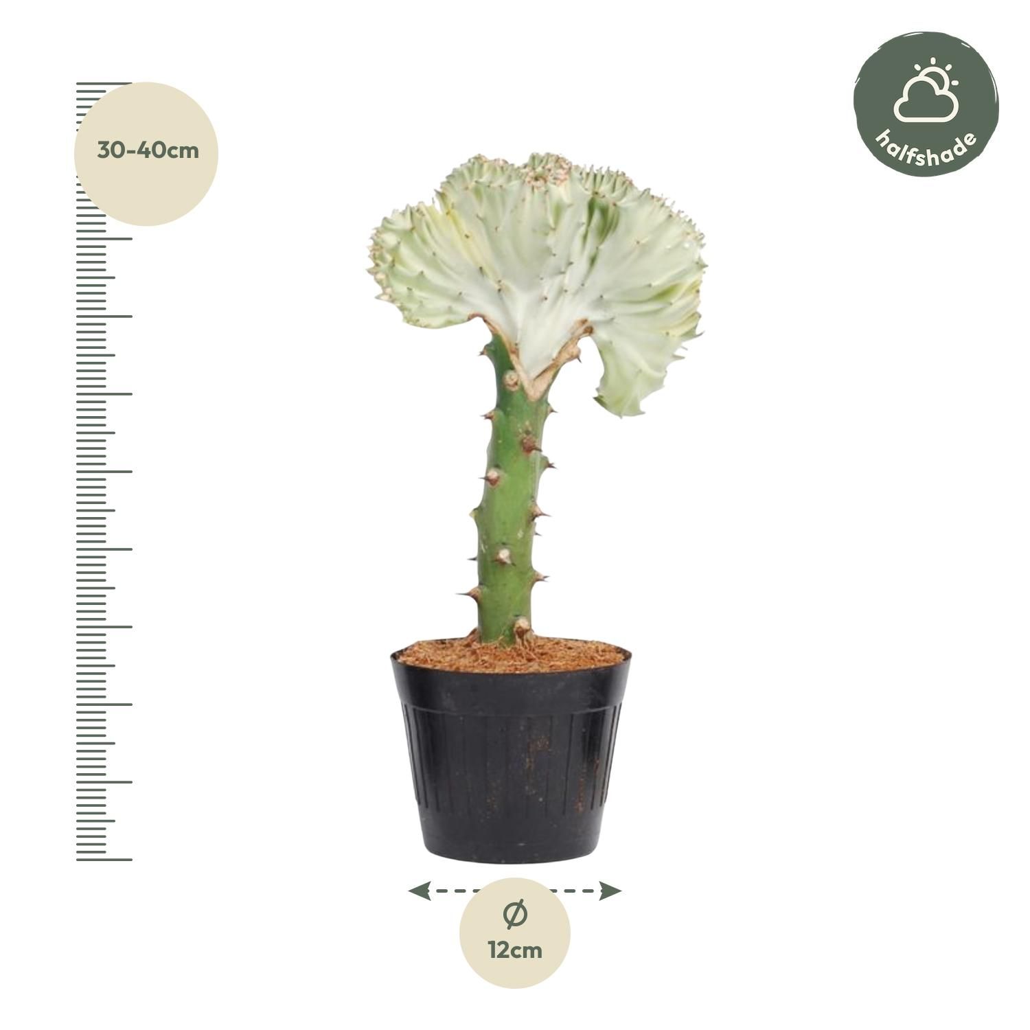 Euphorbia lactea Cristata Korallen-Kaktus