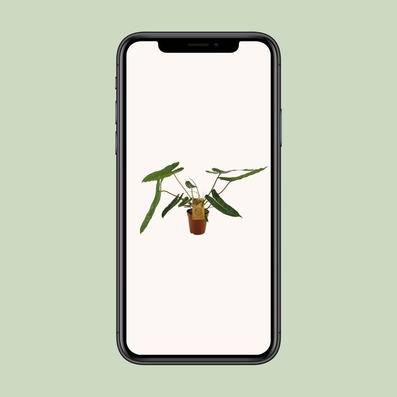 Philodendron Billetiae Zimmerpflanze