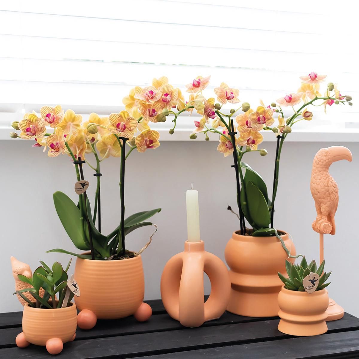 Orange Phalaenopsis Orchidee im eleganten Rolling Peach Topf