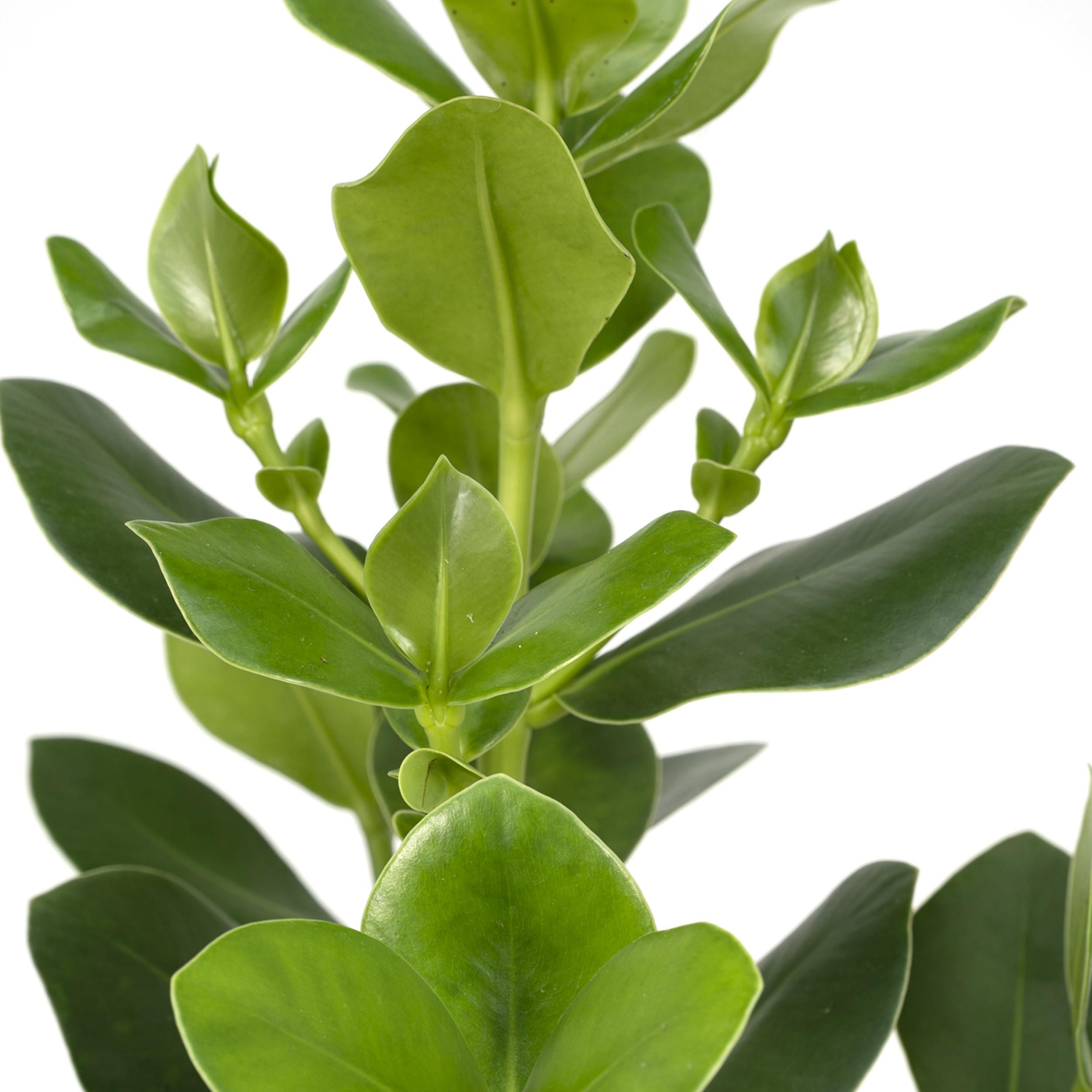 Clusia Rosea Princess Zimmerpflanze