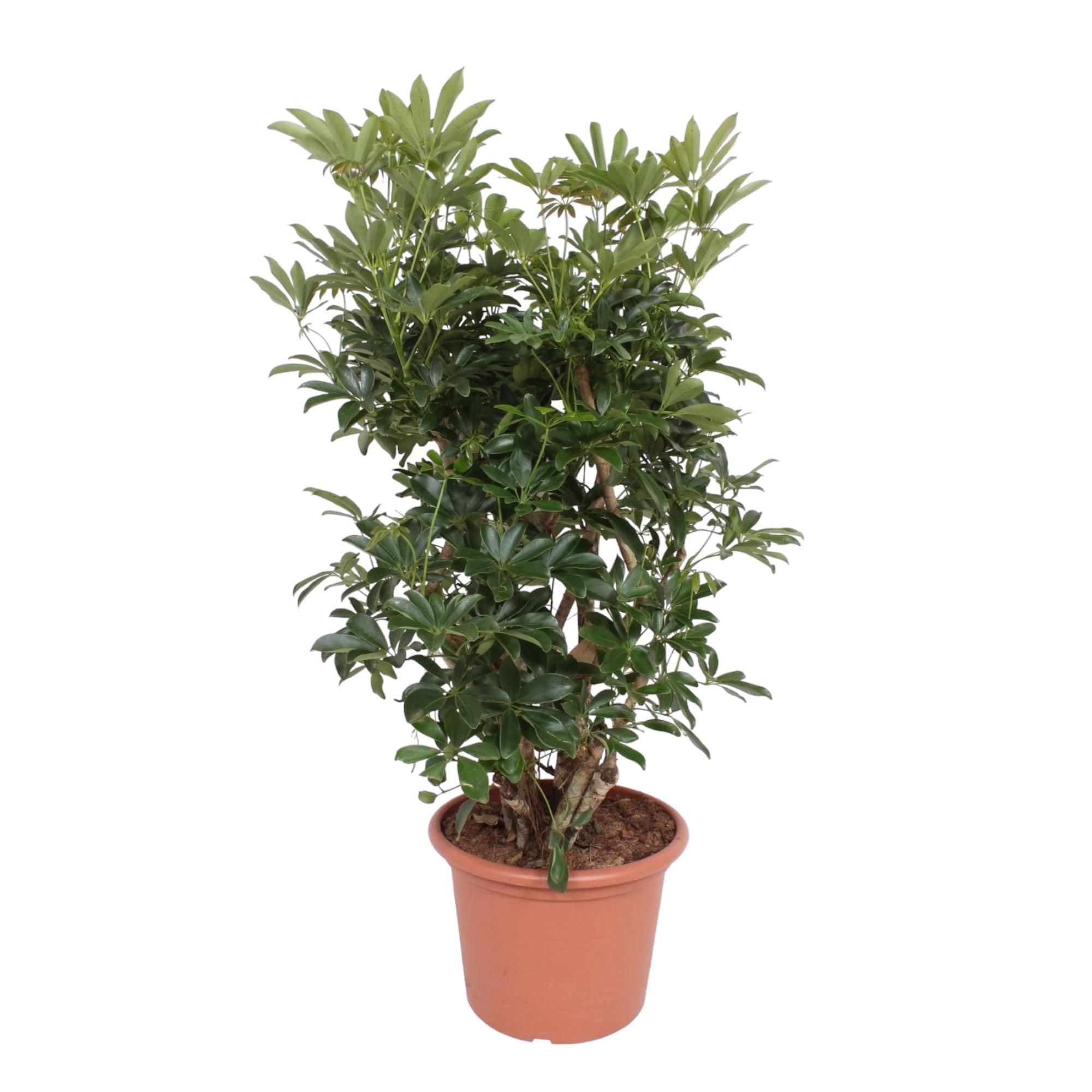 Schefflera Arboricola Zimmerpflanze