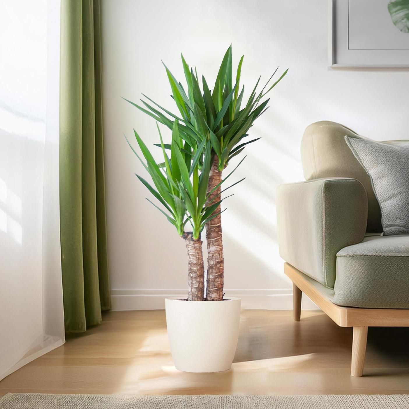 Yucca Elephantipes – Zimmerpflanze – 90cm – Ø21