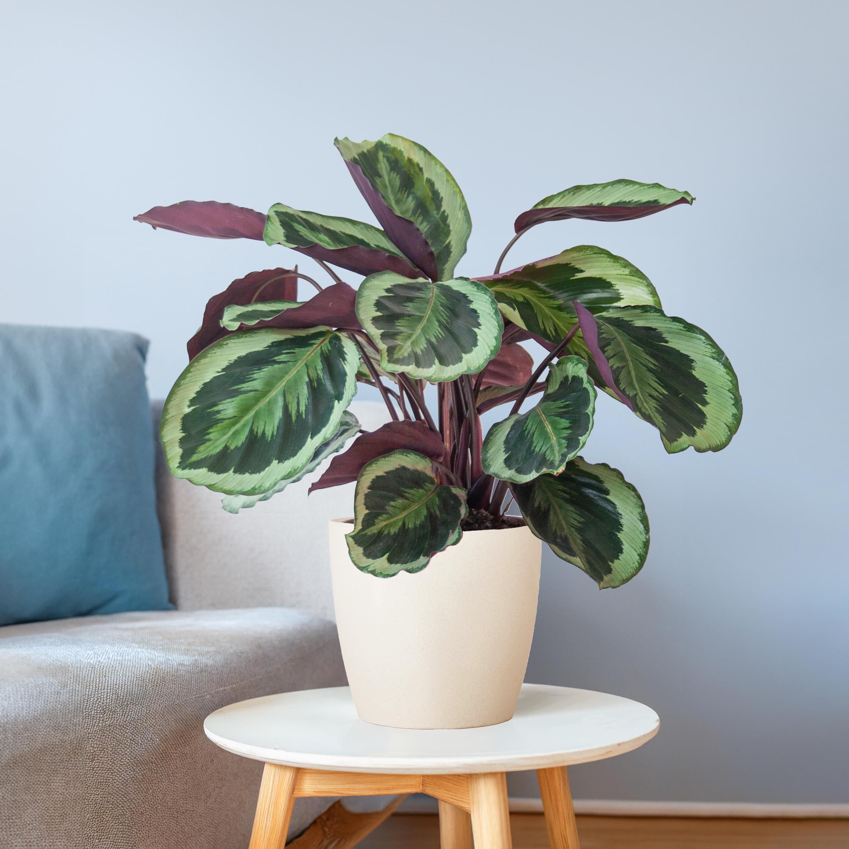Calathea Medaillon Zimmerpflanze mit Viber Übertopf