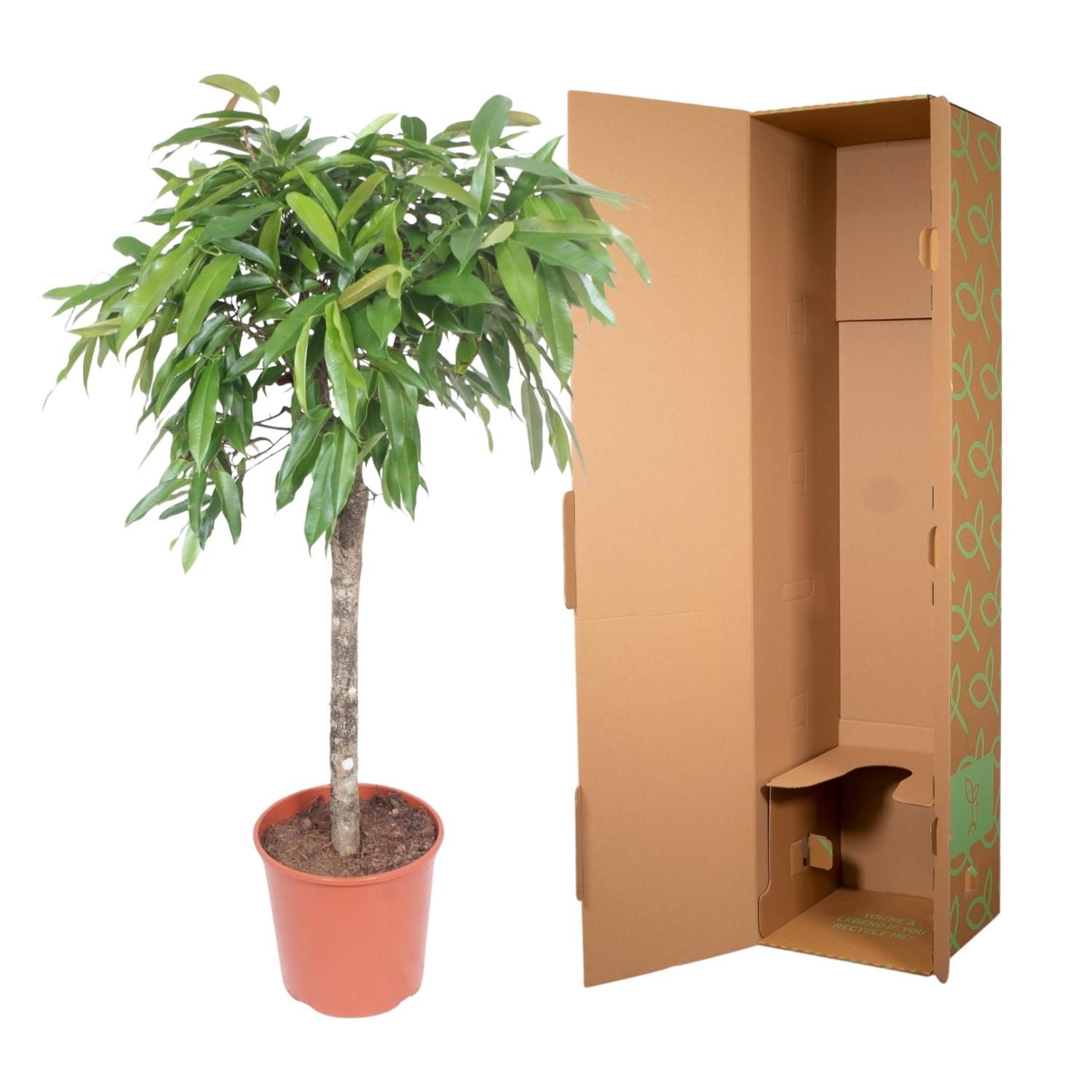 Ficus Amstel King Zimmerpflanze mit geflochtenem Stamm