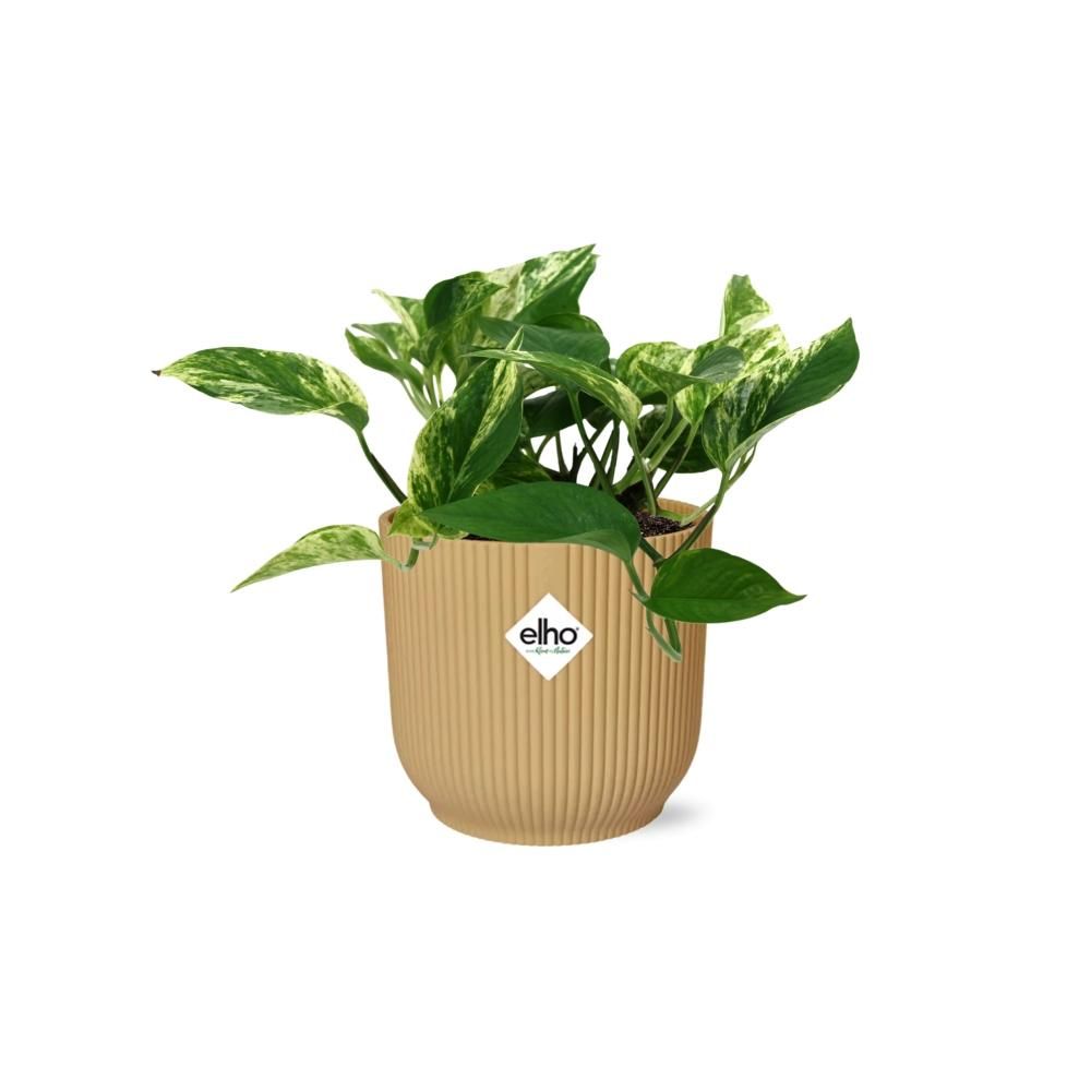 Scindapsus Marble Queen Zimmerpflanze im ELHO Vibes Fold Topf