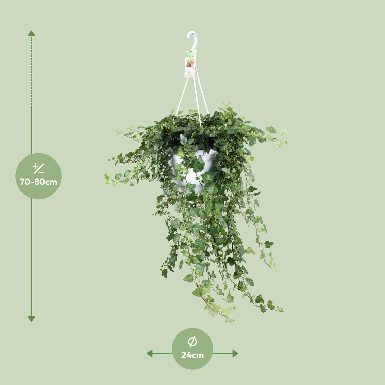 Hedera Wonder Green – Eleganter pflegeleichter Efeu