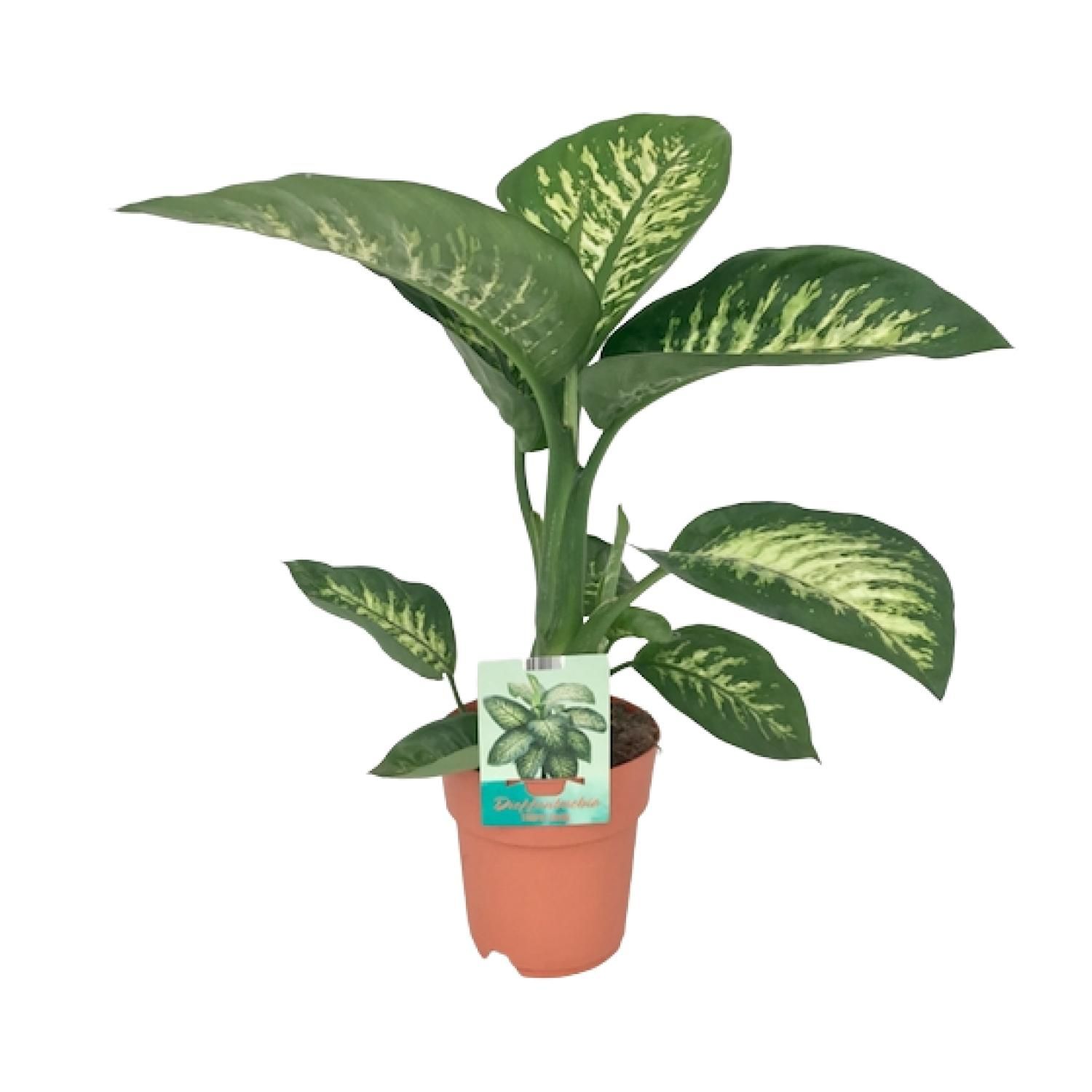 Dieffenbachia Tropic Snow Zimmerpflanze