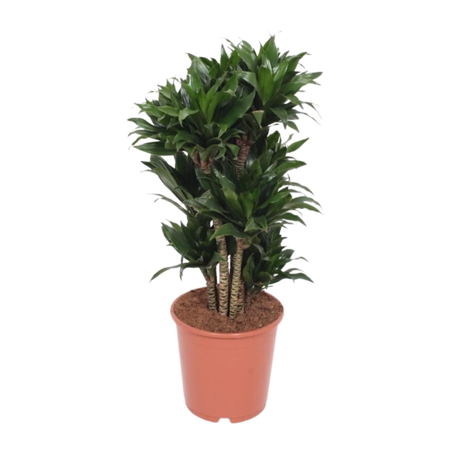 Dracaena Compacta Zimmerpflanze