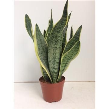 Sansevieria Futura Superba Pflanze
