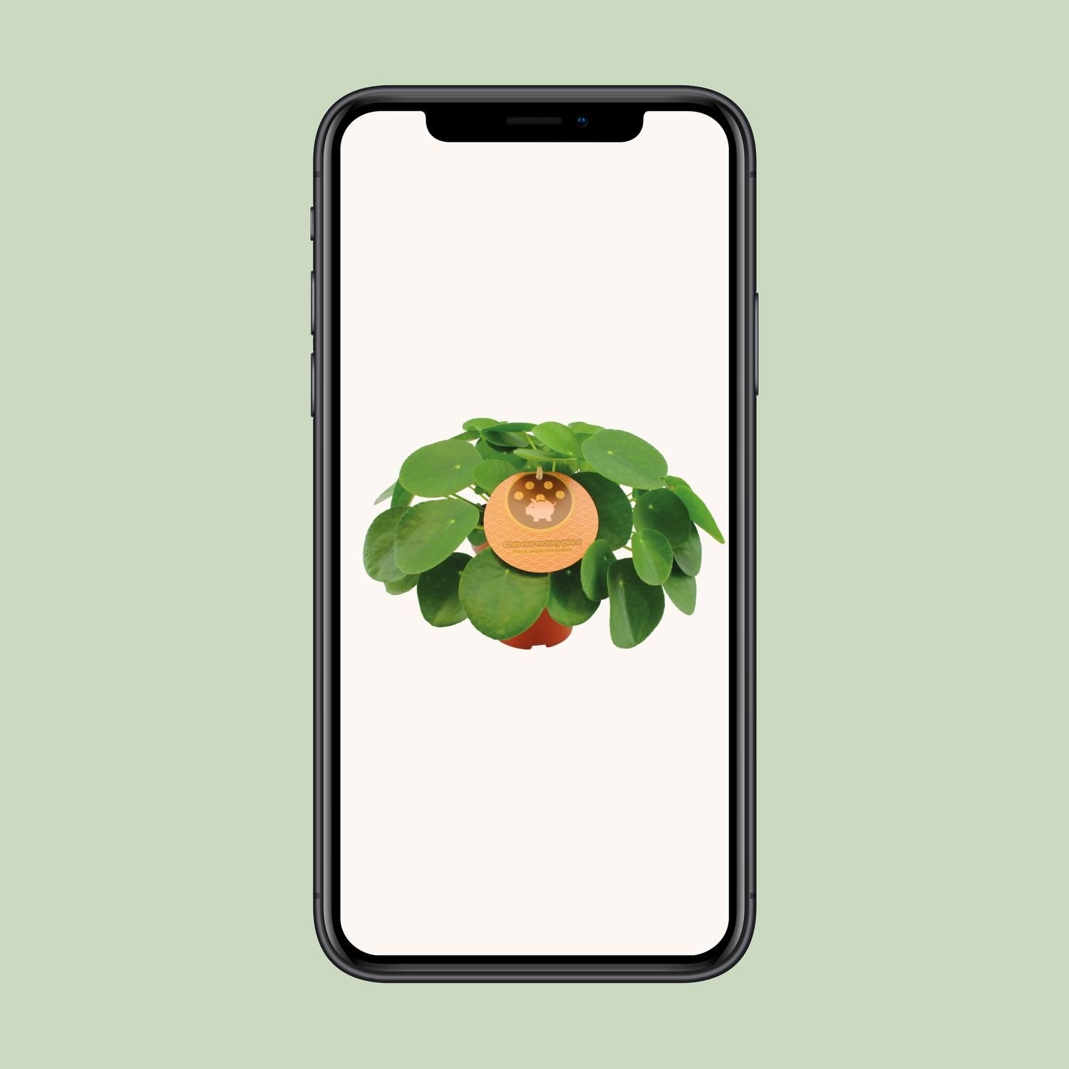 Pilea Peperomioides – Elegante Zimmerpflanze mit runden Blättern