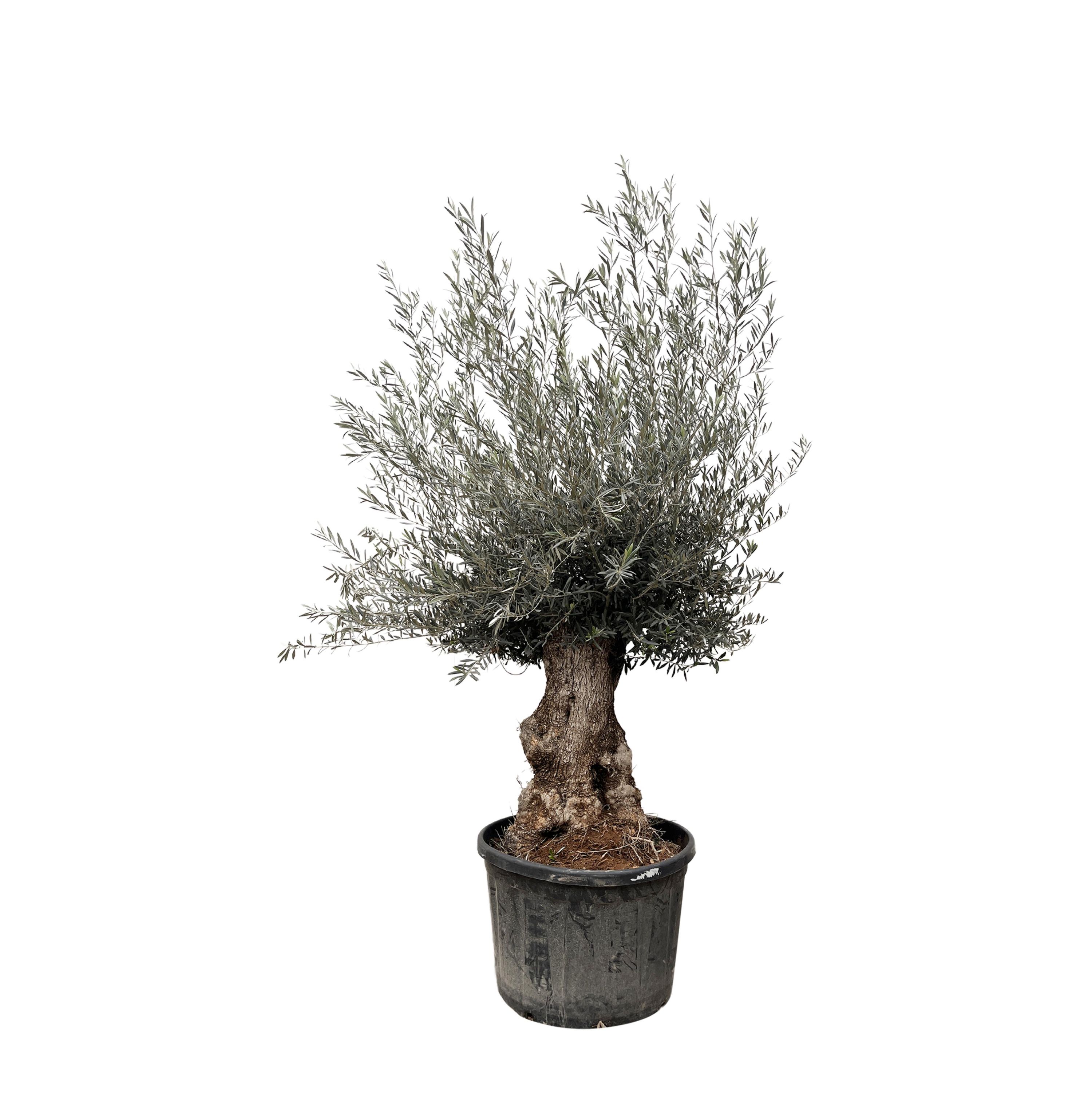 Oleander Bonsai Olea Europaea
