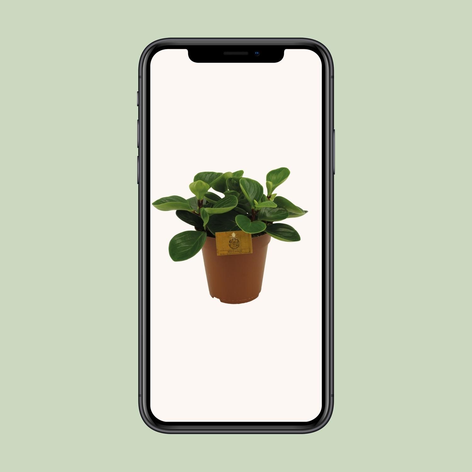 Peperomia Red Canyon Zimmerpflanze