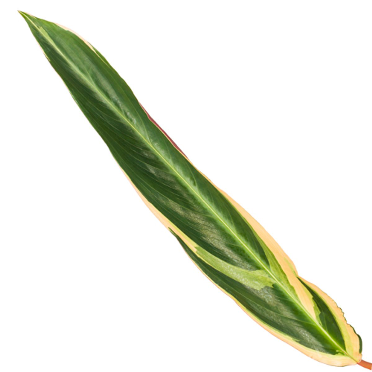 Calathea Triostar Zimmerpflanze