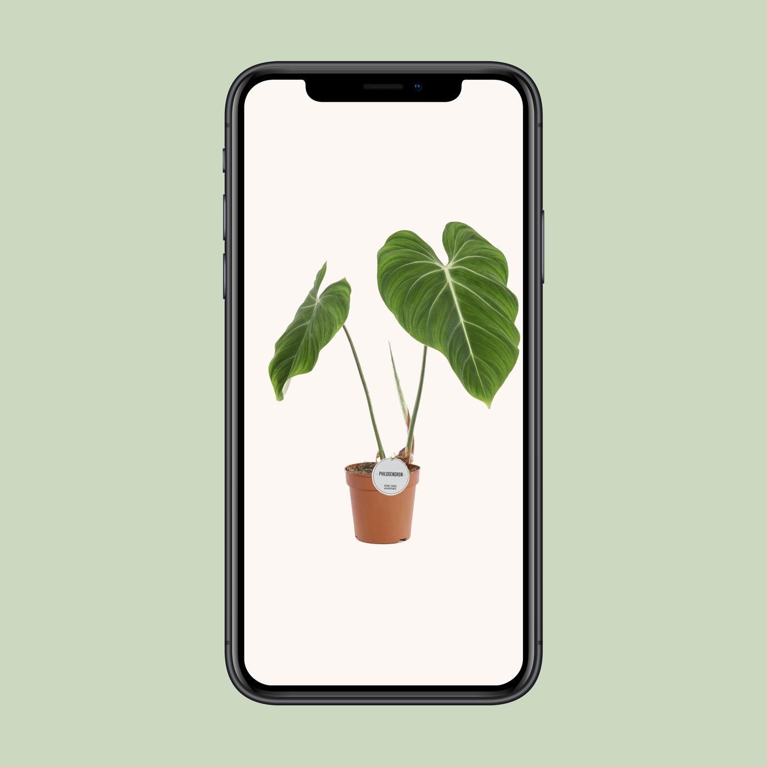 Philodendron Gloriosum Zimmerpflanze