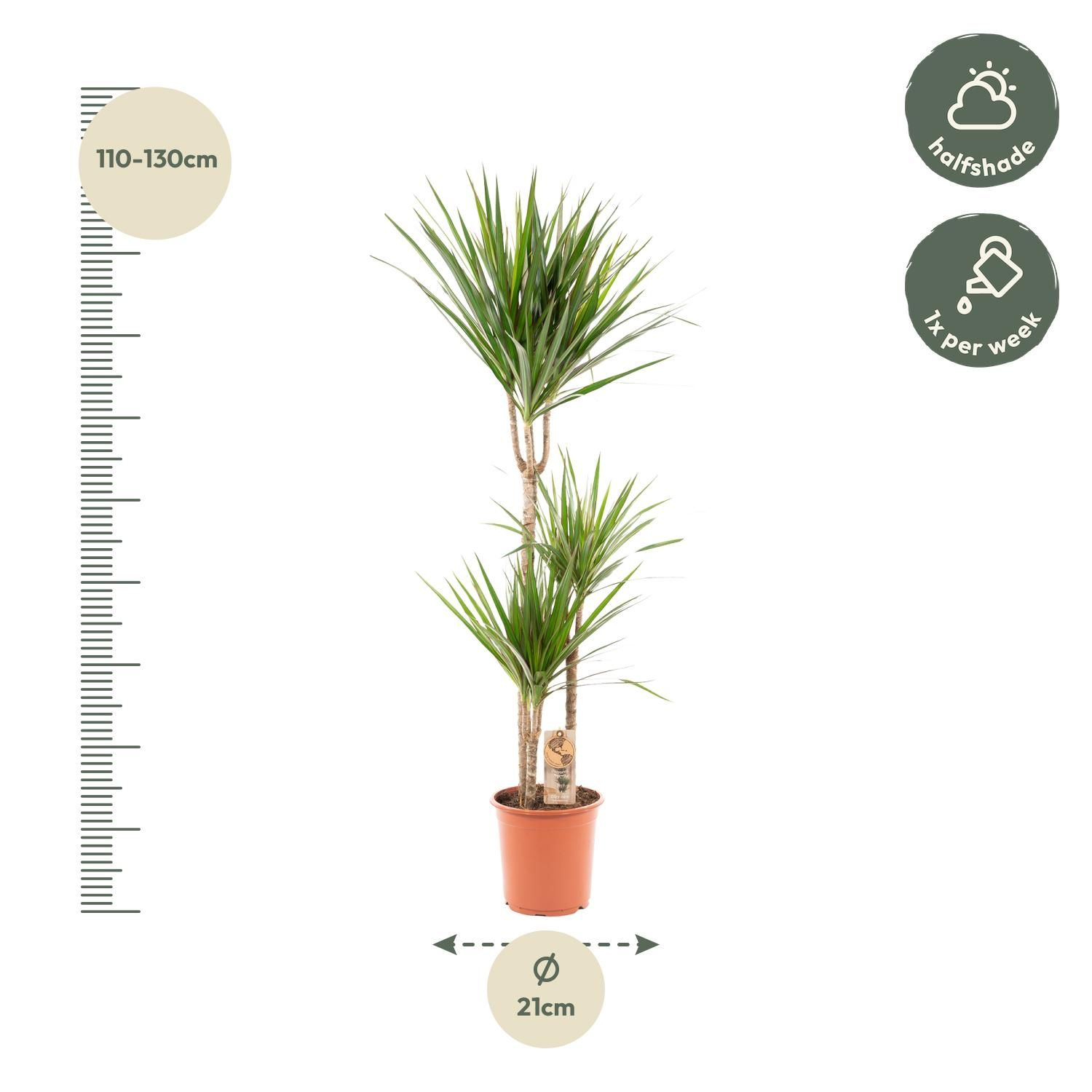 Dracaena Marginata Drachenbaum Zimmerpflanze