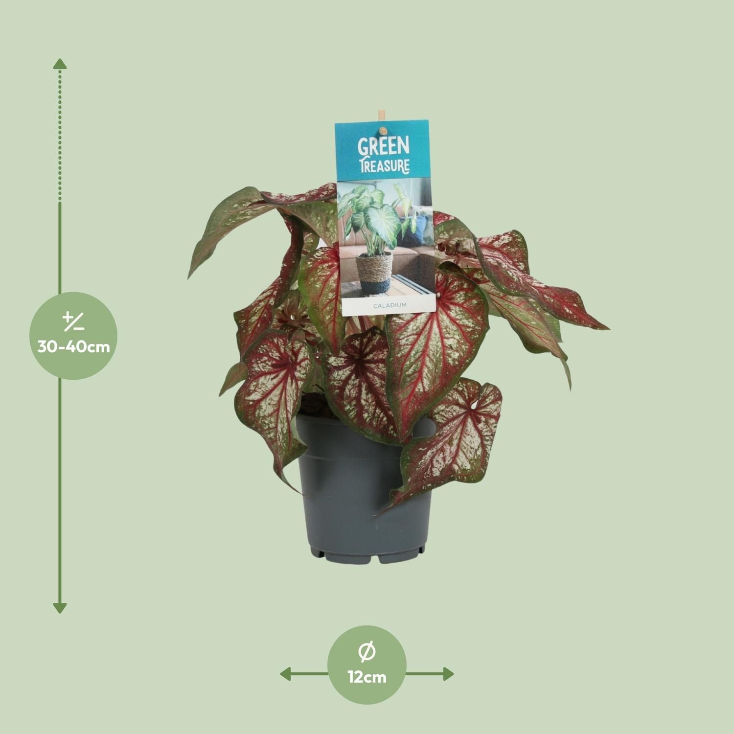 Caladium Engelsschwingen Zimmerpflanze